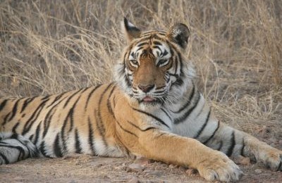 india tiger ranthmbhore 400