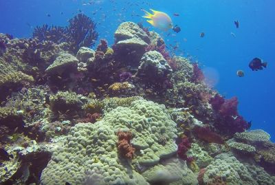 fiji coral reef 