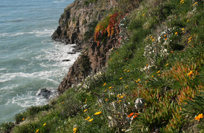 new zealand wildflowers