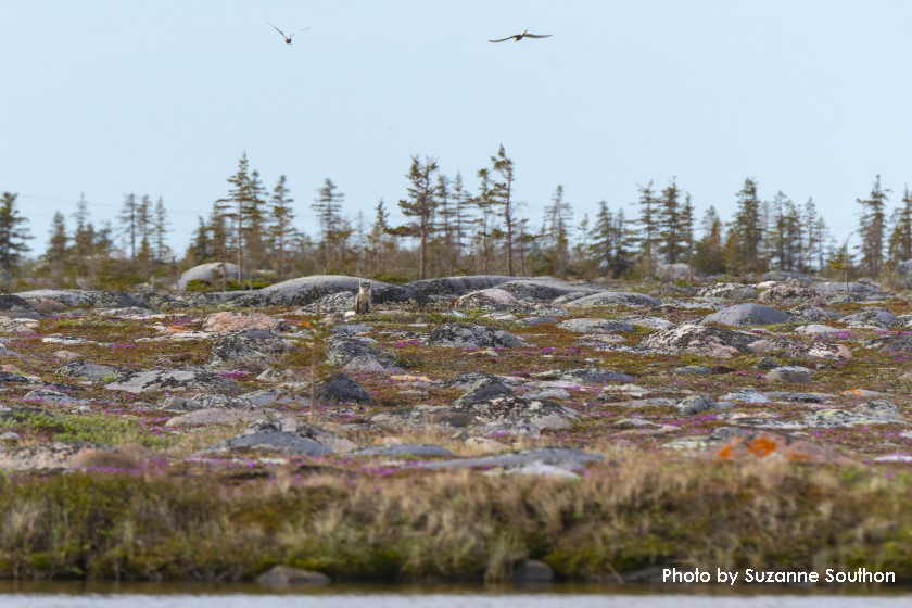 canada churchill tundra suzanne southon 