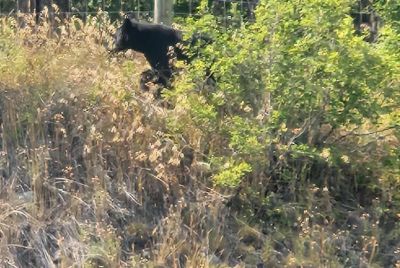 manning park bear 