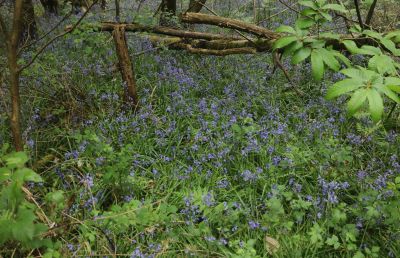 bluebell forests eastgrinstead 